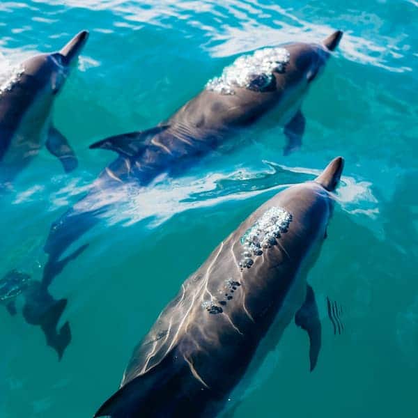 לשחות עם דולפינים - מאוריציוס